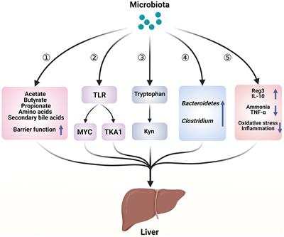 Current progress on the microbial therapies for acute liver failure